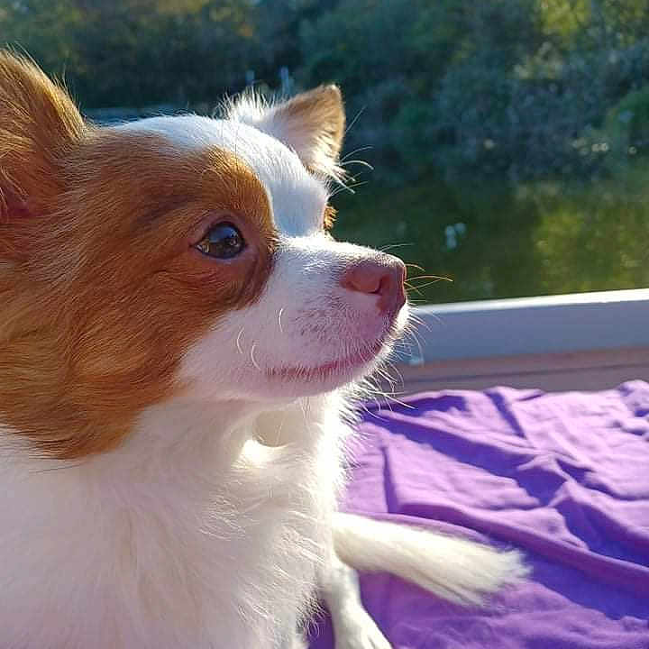 Gizmo joined the competition — help win amazing prizes! animal, canine, chihuahua, cockerspaniel, dog, eskimodog, grass, papillon, pet, plant, pool, puppy, purple, quilt, rock, summer, tree, vegetation, water
