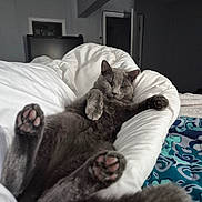 Smokey joined the competition — help win amazing prizes! cat, gray_cat, pet, animal, feline, bed, bedding, blanket, bedroom, indoor, lying_down, belly_up, paws, toe_beans, relaxed, sleepy, portrait, cozy, home, photography