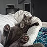 cat, gray_cat, pet, animal, feline, bed, bedding, blanket, bedroom, indoor, lying_down, belly_up, paws, toe_beans, relaxed, sleepy, portrait, cozy, home, photography