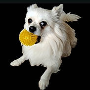 Smocky participe au concours pour gagner de l'argent avec cette photo : ball, black_background, canine, close_up, cute, dog, eyes, fluffy, long_fur, mouth, nose, paws, pet, playing, portrait, small_dog, studio_style, toy, white_dog, yellow_ball