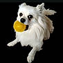 ball, black_background, canine, close_up, cute, dog, eyes, fluffy, long_fur, mouth, nose, paws, pet, playing, portrait, small_dog, studio_style, toy, white_dog, yellow_ball