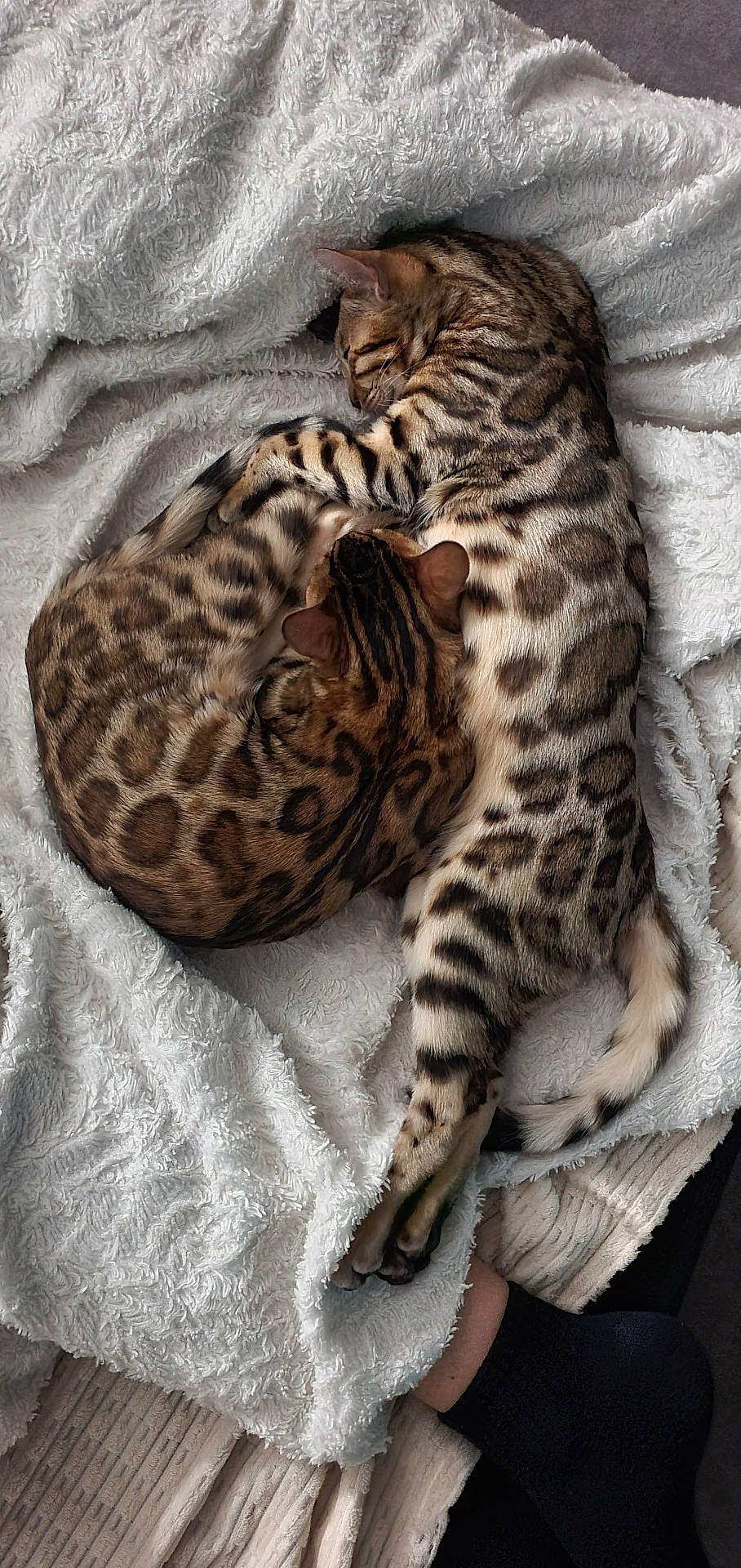 Zaïre Zéphyr participe au concours pour gagner de l'argent avec cette photo : animal, back, blanket, bodypart, cat, couch, cushion, face, furniture, head, homedecor, kitten, manx, ocelot, person, pet, photography, portrait, quilt, sleeping