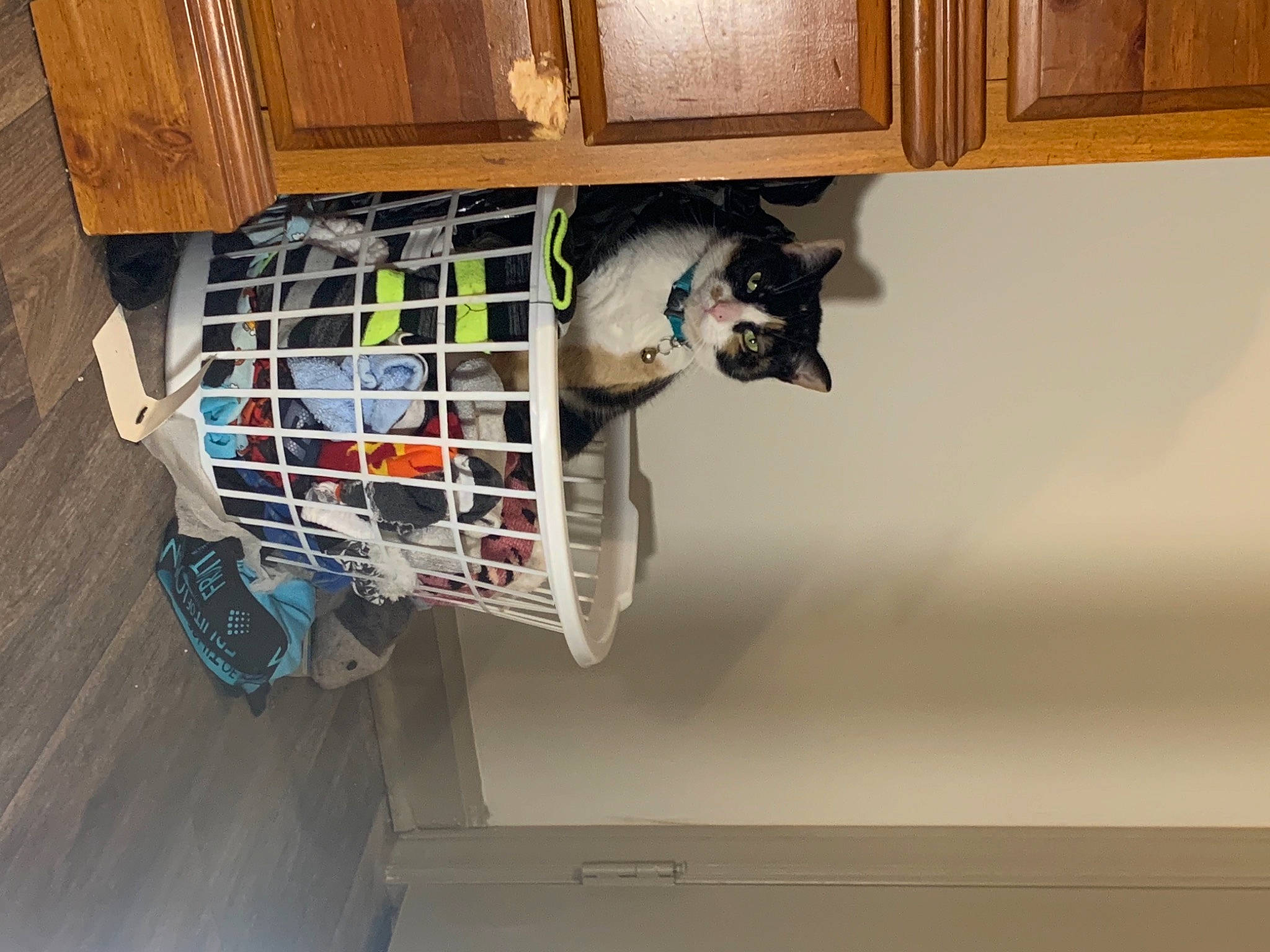 Nami joined the competition — help win amazing prizes! cabinetry, cupboard, felidae, flooring, hardwood, molding, pet_supply, room, sash_window, shelf, shelving, small_to_medium_sized_cats, tail, window, wood, wood_stain