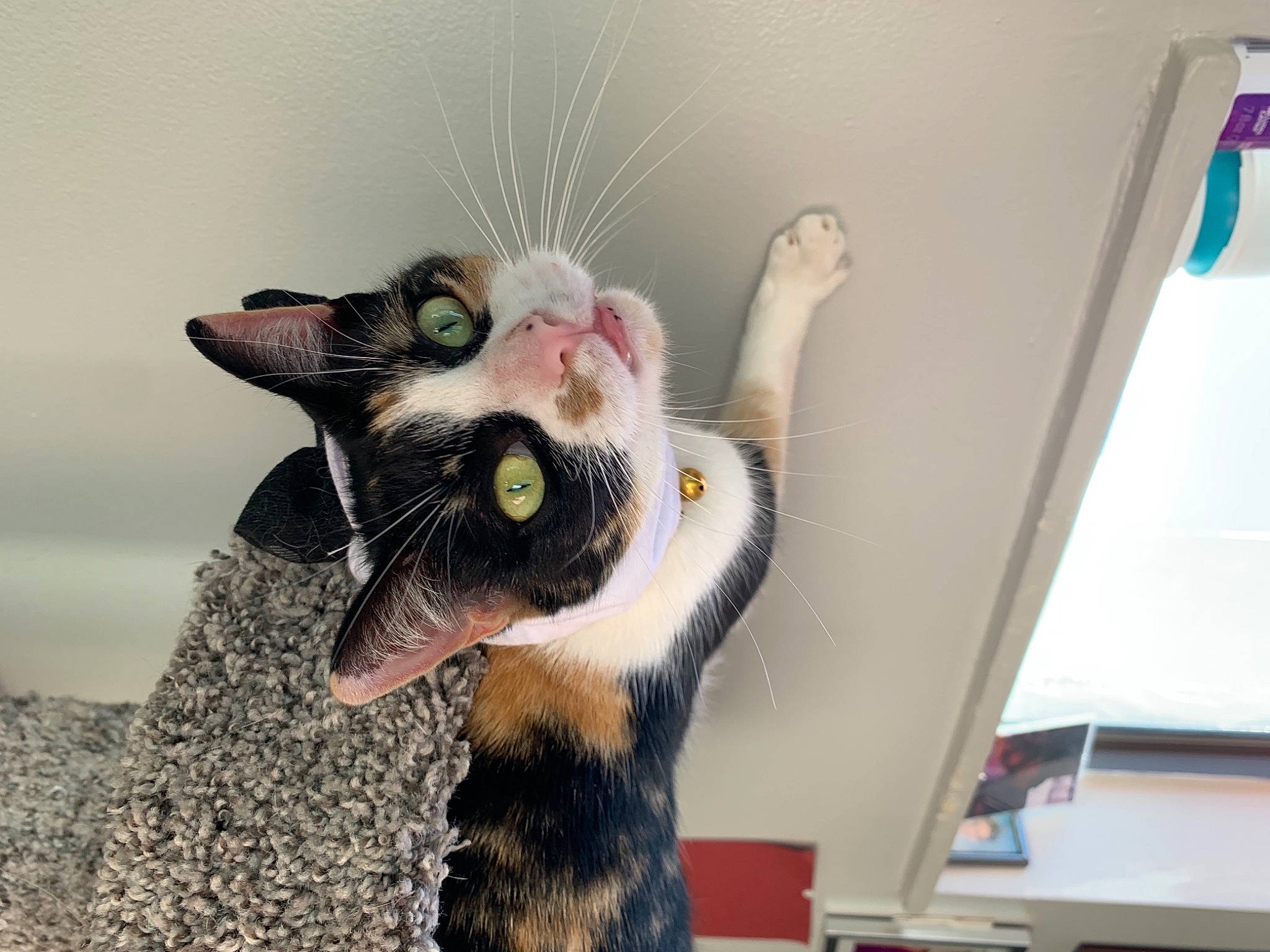 Nami is registered to the contest to win money with this photo: carnivore, cat, claw, desk, domestic_short_haired_cat, ear, eye, felidae, fur, gesture, jaw, moustache, paw, small_to_medium_sized_cats, snout, tail, whiskers