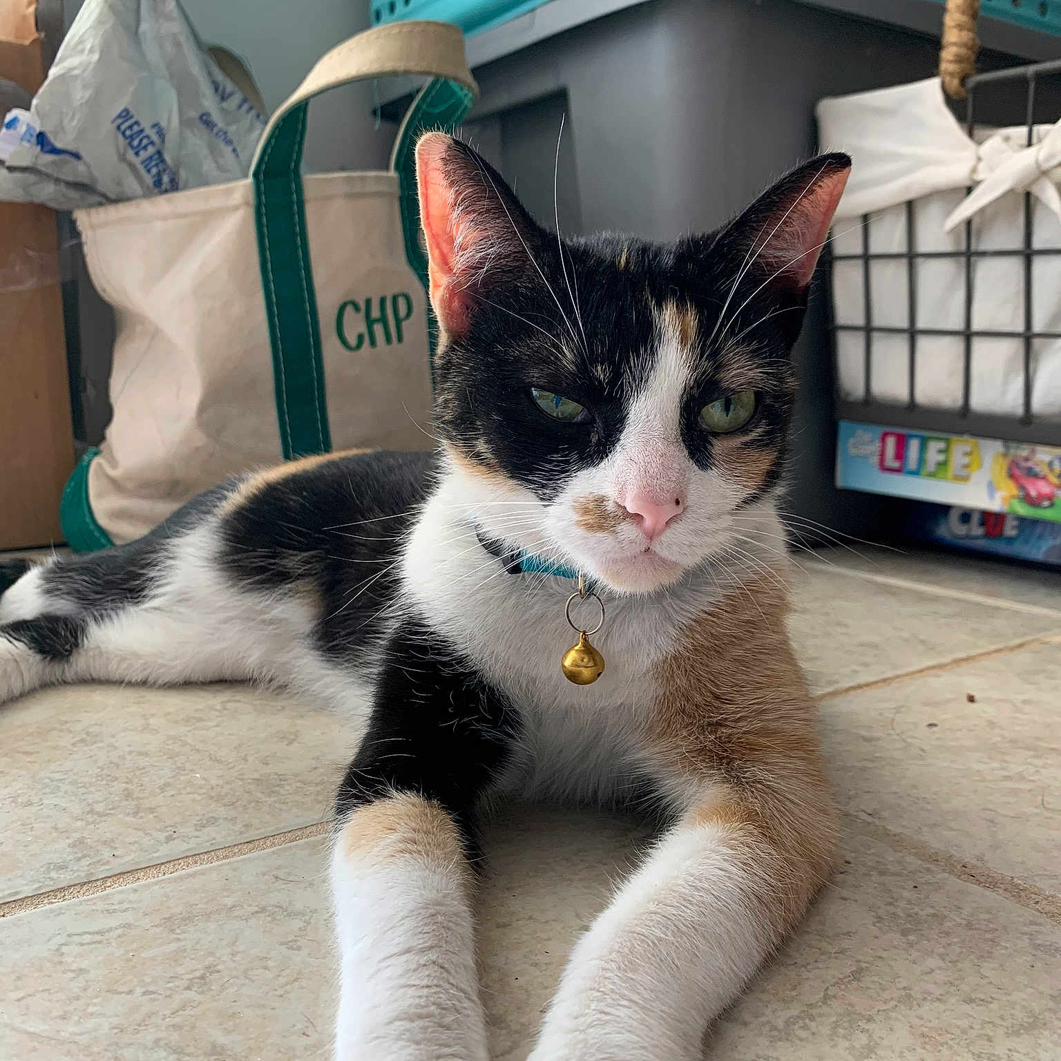 Nami is registered to the contest to win money with this photo: carnivore, cat, comfort, domestic_short_haired_cat, felidae, foot, fur, paw, pet_supply, small_to_medium_sized_cats, snout, tail, terrestrial_animal, whiskers, white