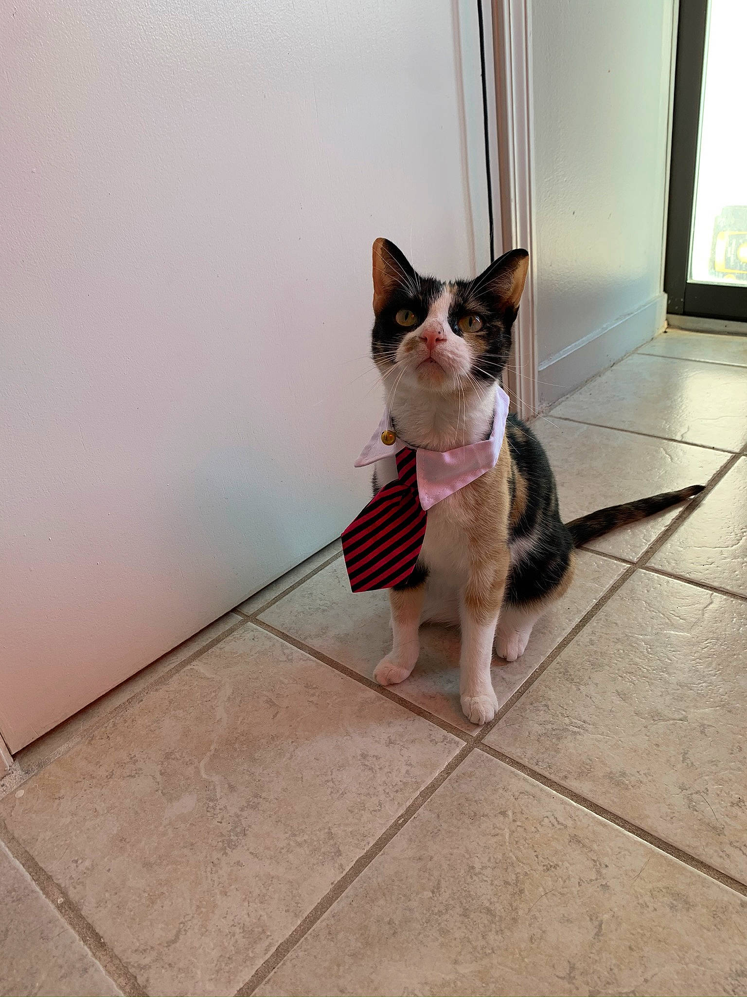 Nami is registered to the contest to win money with this photo: canidae, carnivore, cat, collar, companion_dog, dog_breed, fawn, felidae, floor, flooring, fur, human_leg, pet_supply, sitting, small_to_medium_sized_cats, snout, sporting_group, tail, whiskers, wood