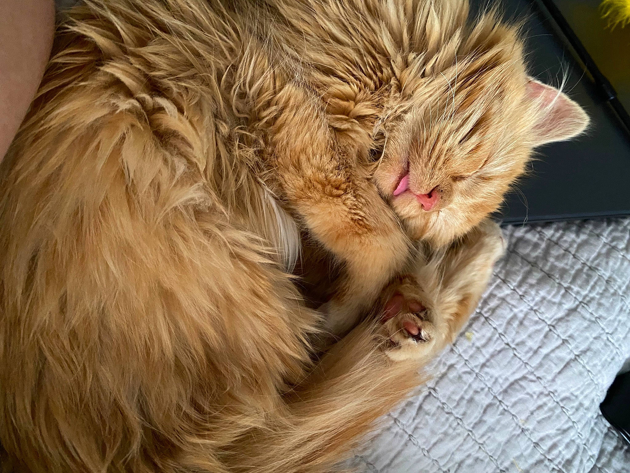 Pumpkin is registered to the contest to win money with this photo: carnivore, cat, claw, comfort, domestic_short_haired_cat, felidae, fur, nap, paw, sleep, small_to_medium_sized_cats, terrestrial_animal, whiskers