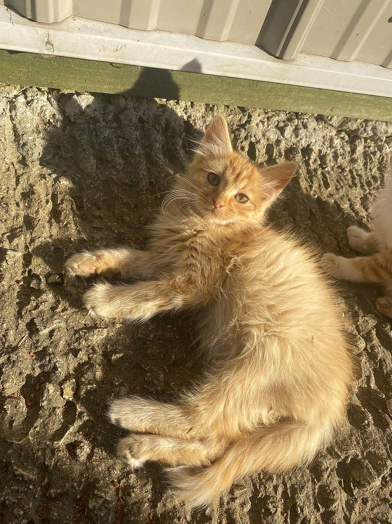 Pumpkin is registered to the contest to win money with this photo: carnivore, cat, claw, domestic_short_haired_cat, fawn, felidae, flooring, fur, paw, plant, small_to_medium_sized_cats, snout, soil, tail, terrestrial_animal, tree, trunk, whiskers, window, wood