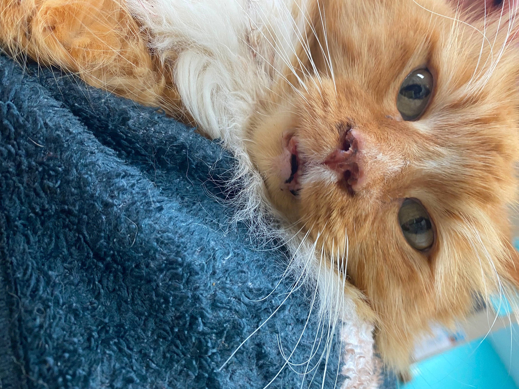 Meenie is registered to the contest to win money with this photo: blue, carnivore, cat, claw, domestic_short_haired_cat, electric_blue, eye, fawn, felidae, fur, paw, small_to_medium_sized_cats, terrestrial_animal, whiskers