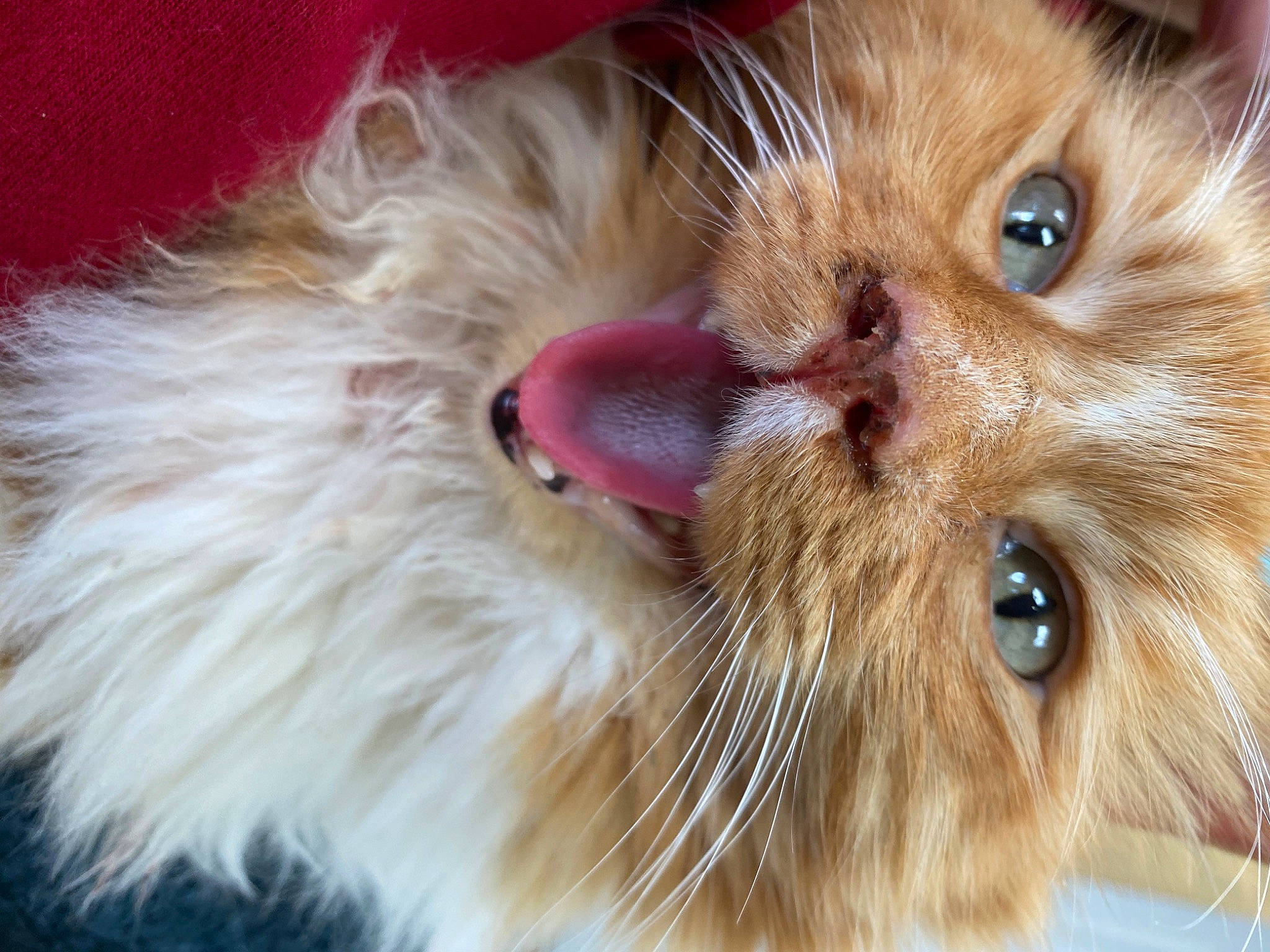 Meenie joined the competition — help win amazing prizes! carnivore, cat, claw, close_up, domestic_short_haired_cat, ear, eye, fang, fawn, felidae, fur, iris, nose, paw, small_to_medium_sized_cats, snout, terrestrial_animal, whiskers