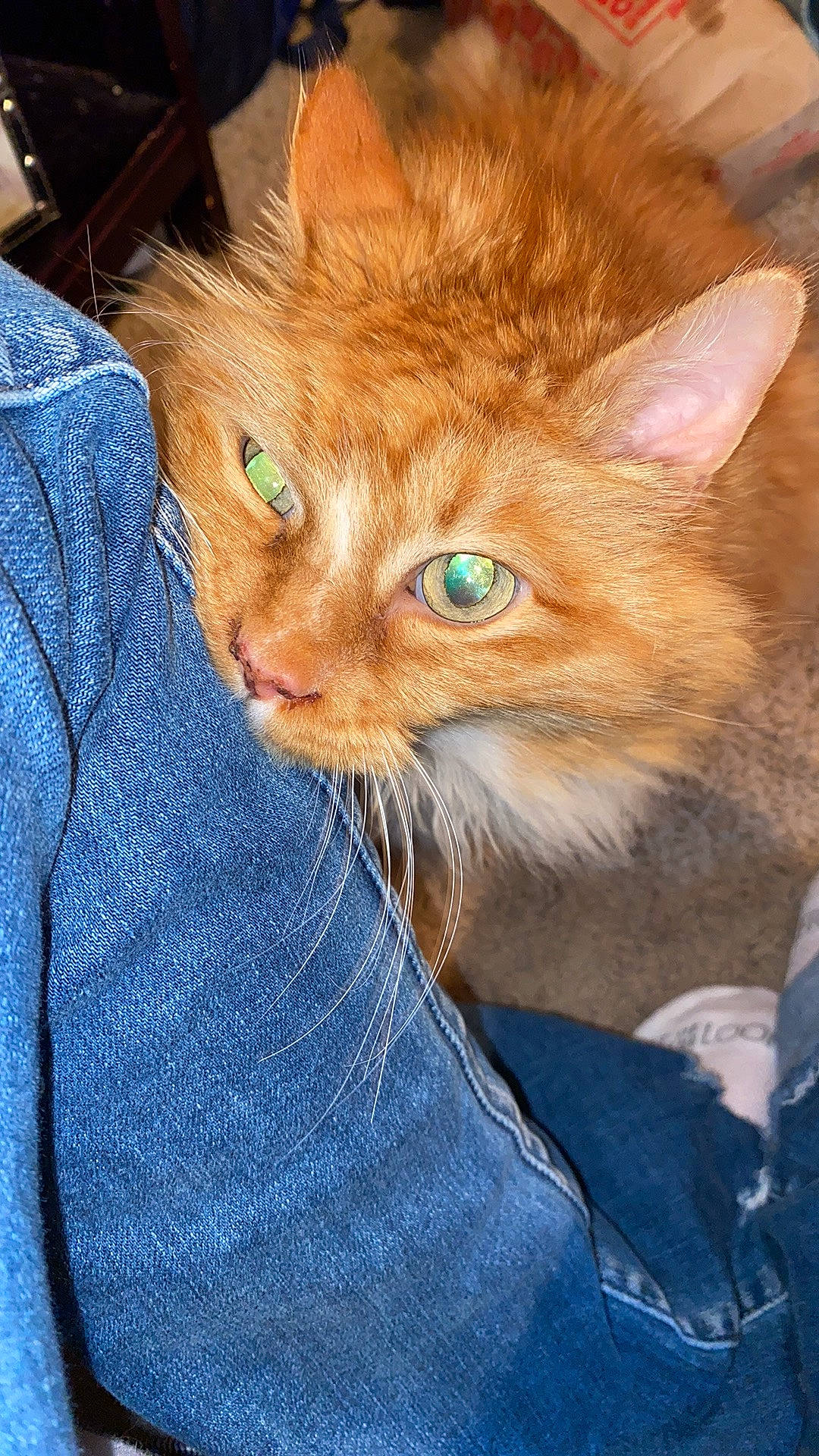 Meenie is registered to the contest to win money with this photo: carnivore, cat, claw, comfort, domestic_short_haired_cat, ear, electric_blue, eye, fawn, felidae, fur, hair, head, iris, sitting, small_to_medium_sized_cats, snout, tail, terrestrial_animal, whiskers