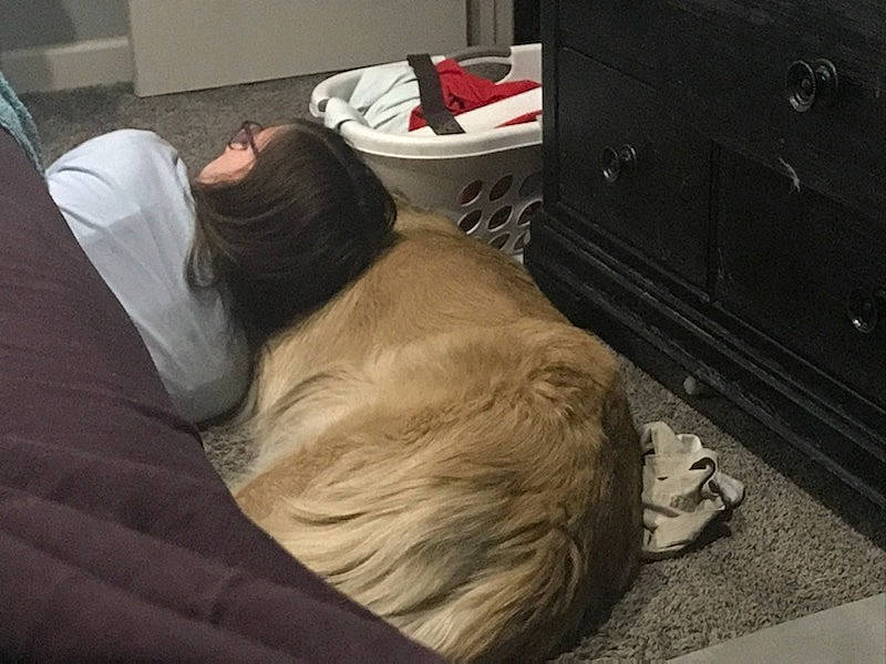 Achilles is registered to the contest to win money with this photo: bed, bed_sheet, bedding, bedroom, cabinetry, chest_of_drawers, comfort, companion_dog, dog_breed, drawer, felidae, flooring, fur, hardwood, human_leg, linens, nap, sitting, tree, wood