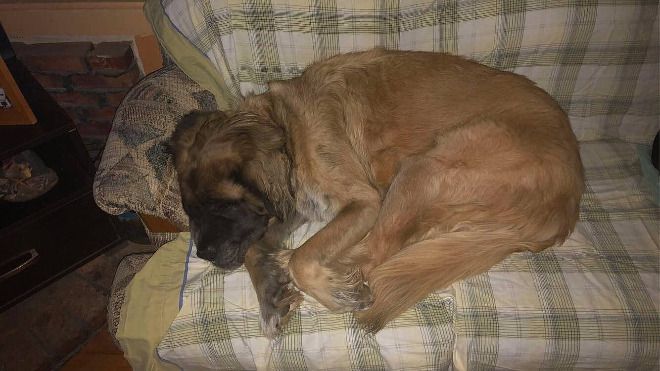 Achilles is registered to the contest to win money with this photo: canidae, carnivore, comfort, companion_dog, dog, dog_breed, dog_supply, fawn, flooring, fur, gun_dog, hardwood, liver, paw, snout, sporting_group, terrestrial_animal, working_animal