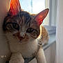 Gourmandine participe au concours pour gagner de l'argent avec cette photo : animal, blurred_background, cat, closeup, cozy, curious, domestic_animal, ears, feline, indoor, mammal, natural_light, paw, pet, portrait, relaxed, soft_fur, sunlight, whiskers, windowsill