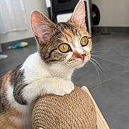 Gourmandine participe au concours pour gagner de l'argent avec cette photo : animal, cat, close_up, curious, domestic_cat, feline, floor, fur, golden_eyes, indoor, kitten, modern, paw, pet, playful, rope, striped, toy, whiskers, wooden_stand