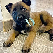 Loko participe au concours pour gagner de l'argent avec cette photo : baseboard, black_face, brown_fur, chewing, closeup, cute, dog, ears, eyes, fur, indoor, laying_down, nose, paws, pet, portrait, puppy, ribbon, wood_floor, young_dog