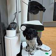 Atlas participe au concours pour gagner de l'argent avec cette photo : puppy, dog, black_and_white, robotic_device, kitchen, flooring, trash_bin, cabinet, pet, small_dog, curious, indoor, floor, household, appliance, cute, sitting, young_dog, fur, animal