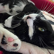 Socks is registered to the contest to win money with this photo: cat, black_and_white, paw, pink_paw_pad, whiskers, green_eye, close_up, sleepy, relaxed, fur, pet, indoor, blanket, soft, cute, animal, mammal, whisker, resting, cozy