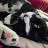 cat, black_and_white, paw, pink_paw_pad, whiskers, green_eye, close_up, sleepy, relaxed, fur, pet, indoor, blanket, soft, cute, animal, mammal, whisker, resting, cozy