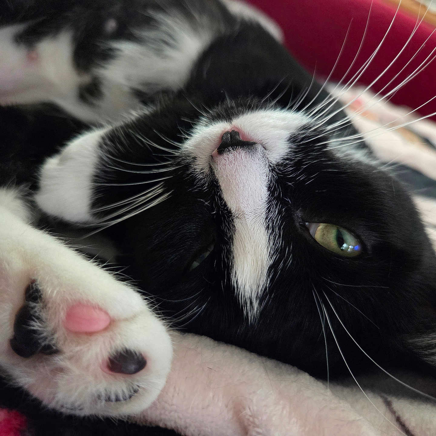 Socks