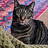 Rocky is registered to the contest to win money with this photo: animal, cat, close_up, cozy, domestic_cat, feline, fur, green_eyes, household, indoor, knitted_blanket, looking_at_camera, patterned_rug, pet, portrait, rug, sitting, striped, tabby, whiskers