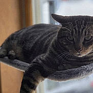 Rocky is registered to the contest to win money with this photo: animal, cat, cozy, cute, daylight, ears, face, feline, fur, home, indoor, perch, pet, relaxed, resting, soft, striped, tabby, whiskers, window