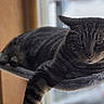 animal, cat, cozy, cute, daylight, ears, face, feline, fur, home, indoor, perch, pet, relaxed, resting, soft, striped, tabby, whiskers, window