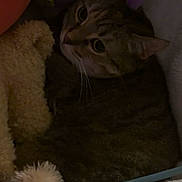 Callie joined the competition — help win amazing prizes! cat, tabby, pet, animal, cozy, blanket, stuffed_toy, soft, fur, indoor, cute, resting, sleepy, dark, warm, whiskers, curious, close_up, comfort, relaxed