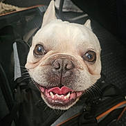 Hadez is registered to the contest to win money with this photo: bag, brown_eyes, canine, close_up, cute, dog, floor, french_bulldog, happy, interior, luggage, pet, portrait, seat, smile, snout, teeth, tongue, travel, wrinkles