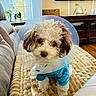 blanket, blue_sweater, brown_eyes, cone, cozy, curly_fur, cute, dog, fur, furniture, home, indoor, living_room, pet, plant, poodle, protective_collar, table, window, wooden_floor