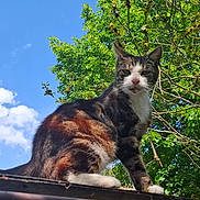 Gribouille participe au concours pour gagner de l'argent avec cette photo : cat, calico_cat, animal, pet, feline, outdoor, rooftop, sky, clouds, tree, branches, leaves, nature, sunlight, standing, portrait, closeup, whiskers, ears, fur