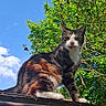 cat, calico_cat, animal, pet, feline, outdoor, rooftop, sky, clouds, tree, branches, leaves, nature, sunlight, standing, portrait, closeup, whiskers, ears, fur