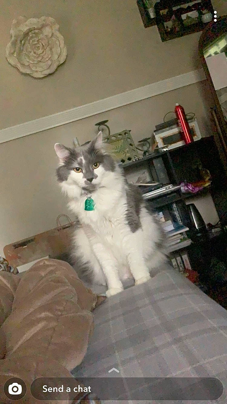 Joseph joined the competition — help win amazing prizes! art, bookcase, carnivore, cat, comfort, companion_dog, dog_breed, felidae, flooring, fur, grey, hardwood, natural_material, paw, shelf, shelving, small_to_medium_sized_cats, tail, terrestrial_animal, whiskers