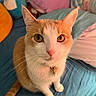 Simba is registered to the contest to win money with this photo: animal, bed, blue_bedspread, cat, closeup, collar, curious, cute, domestic_cat, feline, golden_eyes, indoor, looking_up, orange_cat, pet, pillows, pink_nose, sitting, whiskers, white_cat