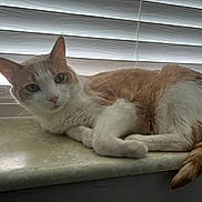Simba is registered to the contest to win money with this photo: cat, ginger_cat, white_cat, windowsill, blinds, indoor, pet, feline, relaxed, resting, fur, whiskers, tail, window_light, domestic_animal, closeup, animal_portrait, calm, soft_light, marble_surface