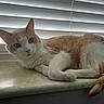 cat, ginger_cat, white_cat, windowsill, blinds, indoor, pet, feline, relaxed, resting, fur, whiskers, tail, window_light, domestic_animal, closeup, animal_portrait, calm, soft_light, marble_surface