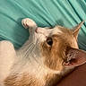 cat, orange_cat, white_cat, pet, feline, whiskers, paw, ear, fur, close_up, lying_down, teal_background, relaxed, domestic_animal, animal, cute, indoor, resting, side_view, calm