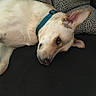 Benny Boo joined the competition — help win amazing prizes! dog, lying_down, collar, ear, couch, pillow, resting, pet, canine, indoor, fur, animal, relaxed, side_view, comfortable, domestic, snout, closeup, home, sleepy