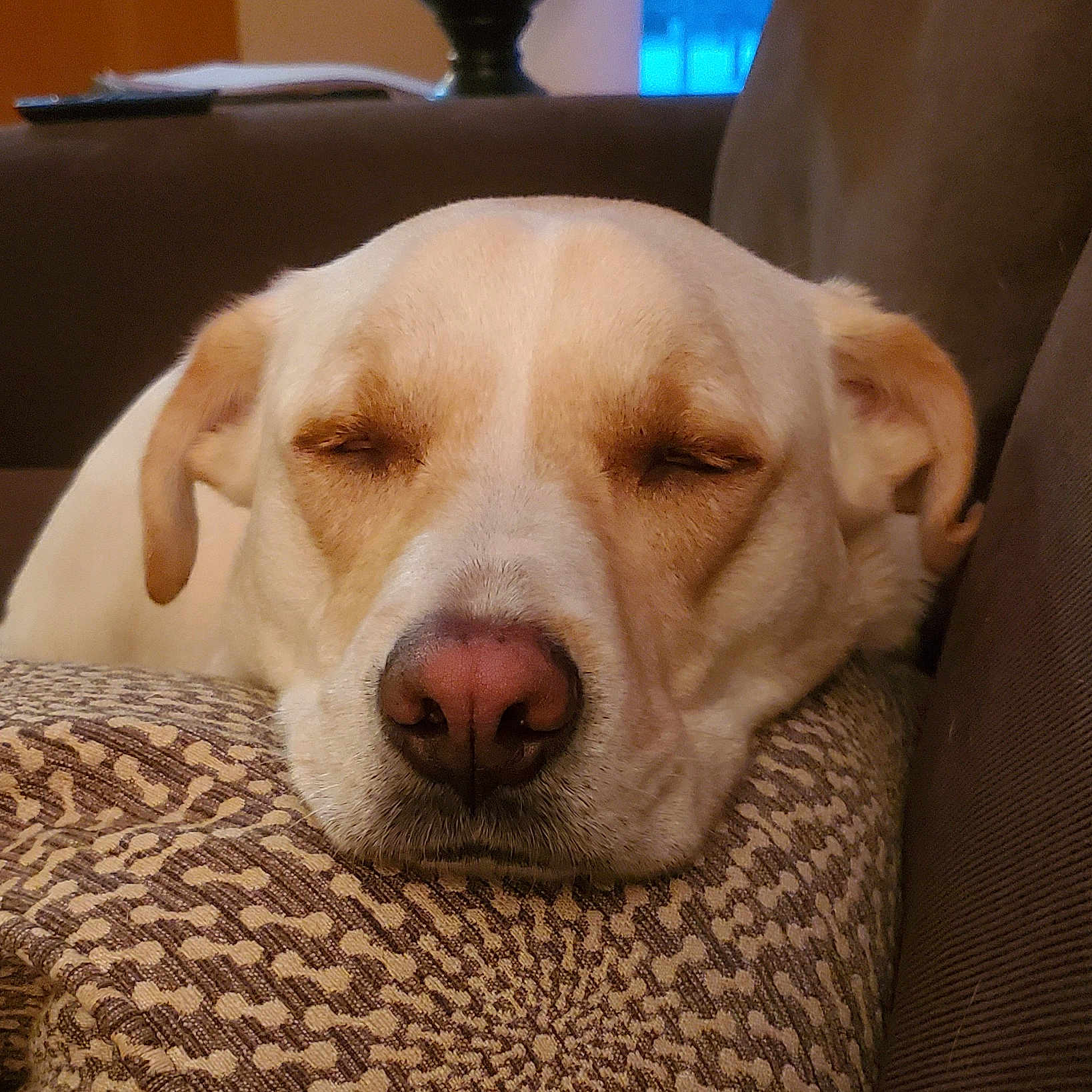 Benny Boo is registered to the contest to win money with this photo: dog, sleeping, couch, indoor, close_up, pet, resting, cozy, light_fur, nose, ear, cushion, pattern, relaxation, home, comfort, animal, furniture, face, peaceful