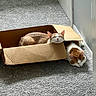 cat, cats, cardboard_box, carpet, sleeping, resting, indoor, pet, feline, orange_and_white, cozy, quiet, door, floor, relaxation, domestic, animal, two_cats, sunlight, home