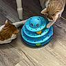 cat, cats, orange_cat, white_cat, cat_toy, blue_toy, balls, wooden_floor, flooring, chair_leg, pet, pets, animal, animals, play, playing, curious, indoor, domestic, feline