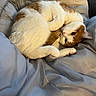 cat, white_cat, orange_cat, pet, animal, feline, cute, cozy, blanket, bed, resting, fur, indoor, sleepy, curled_up, paw, whiskers, relaxed, looking, soft
