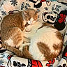 cat, cats, feline, snuggling, sleeping, cozy, fur, orange_and_white, white_and_orange, blanket, mickey_mouse, pattern, cute, pets, animal, domestic_animal, resting, companion, warm, indoor