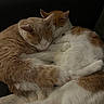 cat, cats, sleeping, cuddling, fur, pet, animal, cozy, resting, indoor, blanket, orange_and_white, tabby, cute, adorable, closeup, comfort, friendship, relaxation, domestic_cat