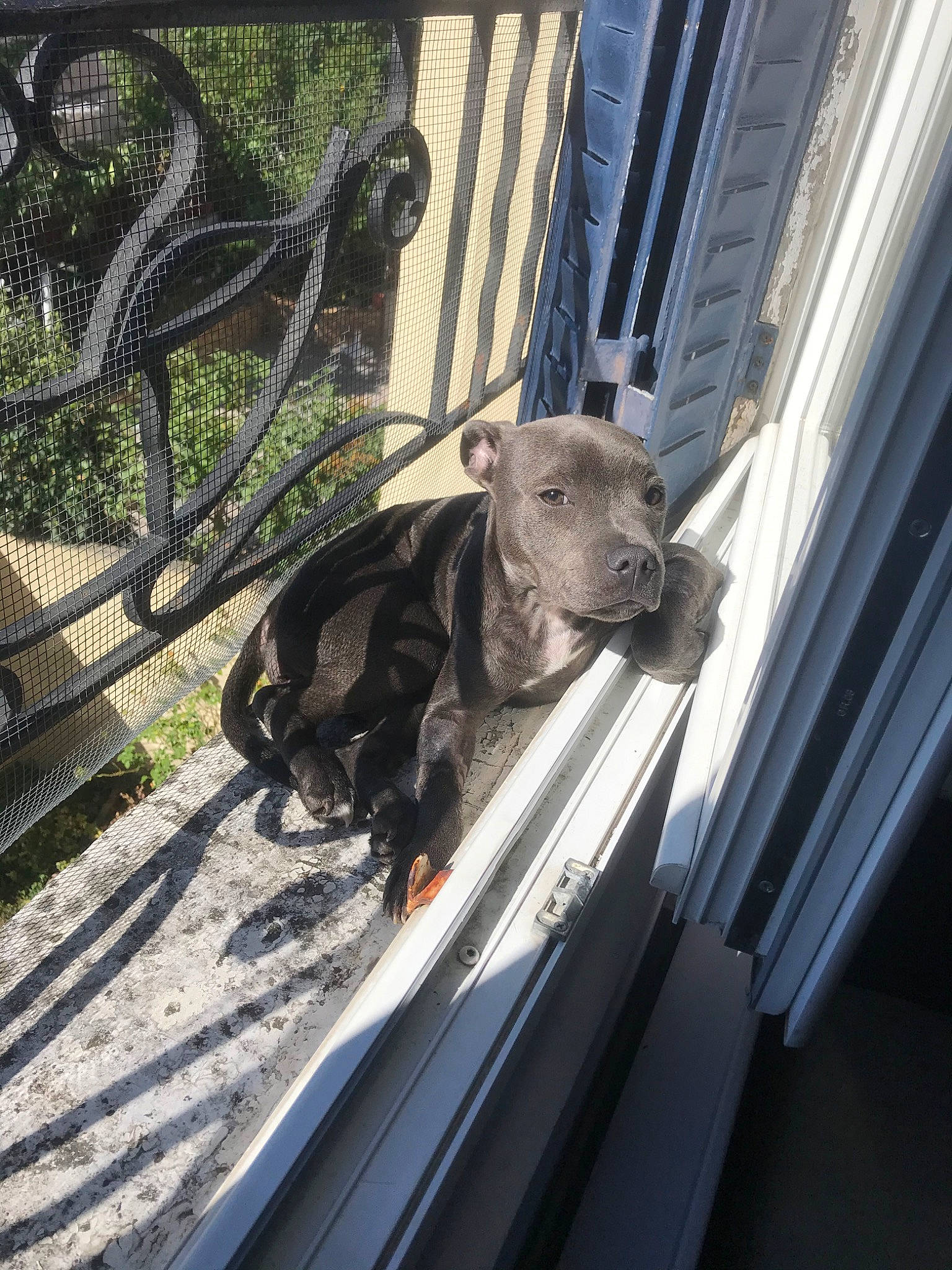 Roma participe au concours pour gagner de l'argent avec cette photo : american_bulldog, american_pit_bull_terrier, american_staffordshire_terrier, canidae, carnivore, companion_dog, dog, dog_breed, fawn, guard_dog, non_sporting_group, perro_de_presa_canario, pit_bull, sporting_group, staffordshire_bull_terrier