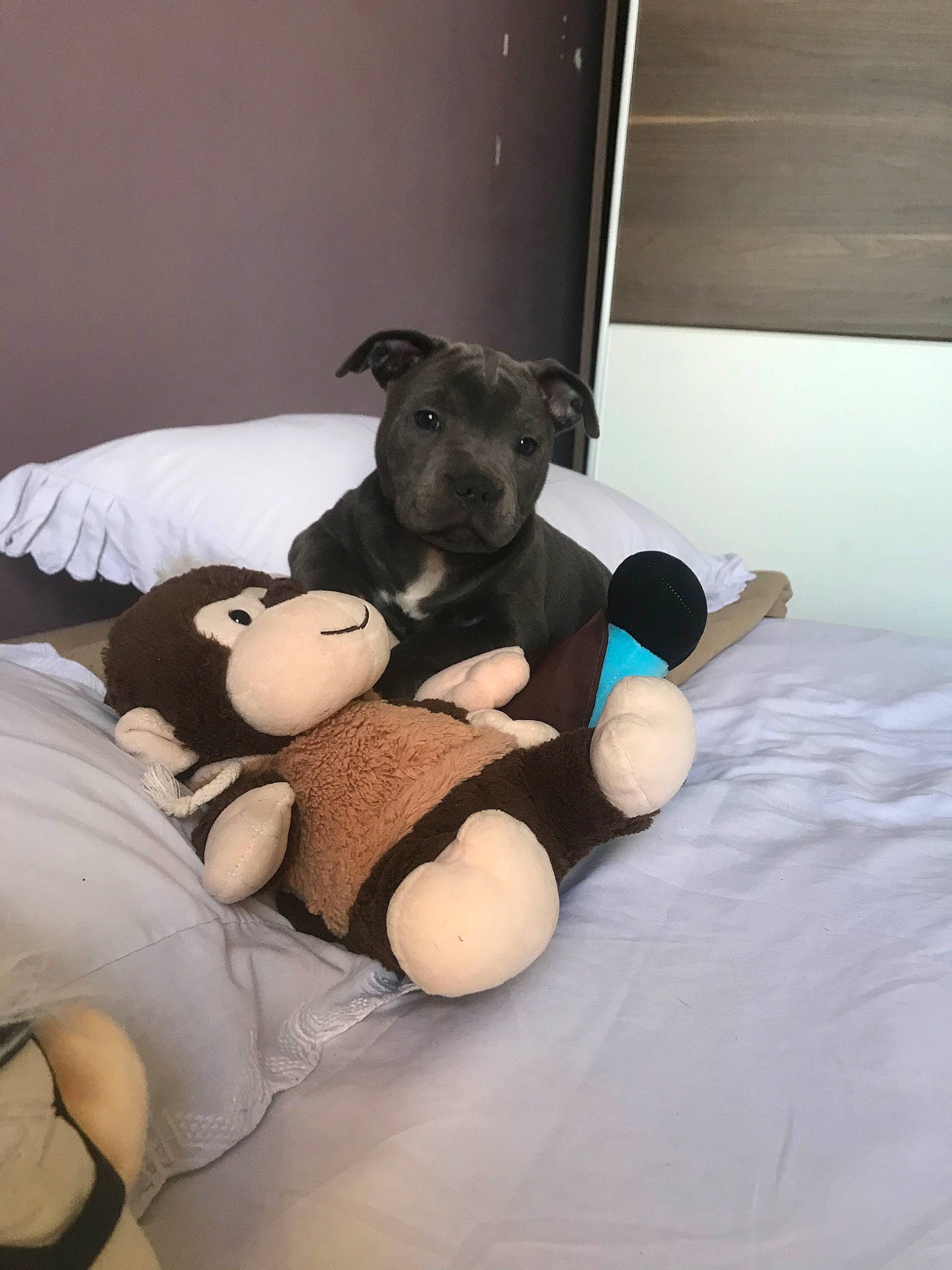 Roma a rejoint le concours — aidez-le/la à gagner de superbes lots ! canidae, carnivore, companion_dog, dog, dog_breed, italian_greyhound, room, teddy_bear