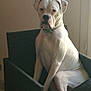 dog, white_dog, boxer, sitting, chair, indoor, pet, animal, looking, calm, furniture, collar, muscular, fur, ears, black_nose, side_lighting, beige_wall, resting, portrait
