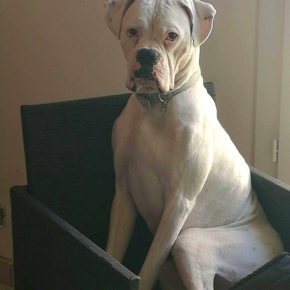 Youyou a rejoint le concours — aidez-le/la à gagner de superbes lots ! animal, beige_wall, black_nose, boxer, calm, chair, collar, dog, ears, fur, furniture, indoor, looking, muscular, pet, portrait, resting, side_lighting, sitting, white_dog