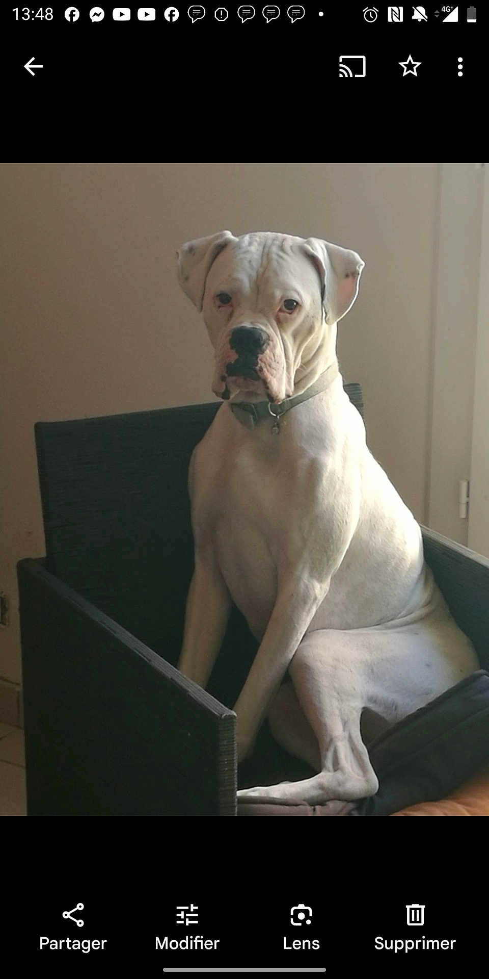 Youyou a rejoint le concours — aidez-le/la à gagner de superbes lots ! dog, white_dog, boxer, sitting, chair, indoor, pet, animal, looking, calm, furniture, collar, muscular, fur, ears, black_nose, side_lighting, beige_wall, resting, portrait