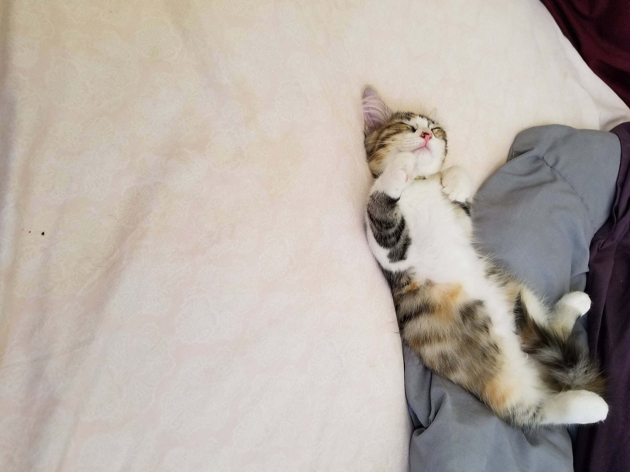 Tomacy is registered to the contest to win money with this photo: aegean_cat, american_curl, american_shorthair, american_wirehair, asian, carnivore, cat, domestic_short_haired_cat, ear, european_shorthair, felidae, fur, kitten, paw, polydactyl_cat, small_to_medium_sized_cats, tabby_cat, tail, whiskers